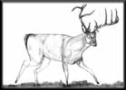 Deer Season - Pencil Sketch